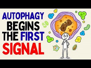 The First Real Sign Your Body Has Entered Autophagy (Science Explained)