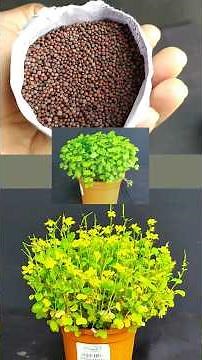 How to grow mustard seeds | Bonsai Trees #gardening #shorts