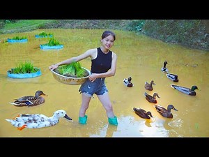 Planting rice, cooking nutritious food - life in the forest