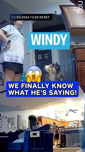 How do you talk to your dog? Patience with talking button training and knowing what they're saying