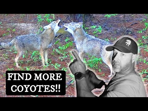 How To FIND COYOTES! LOCATING COYOTES Explained In Detail For DAY or NIGHT Coyote Hunting!
