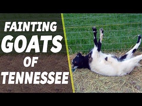 Fainting Goats of Tennessee