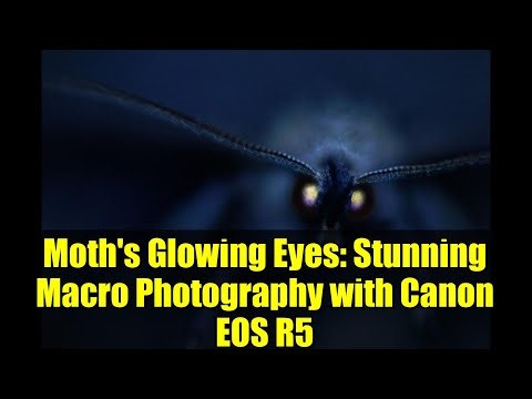 Moth's Glowing Eyes: Stunning Macro Photography with Canon EOS R5