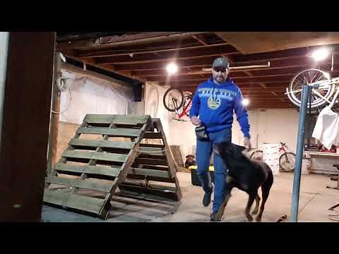 DIY | Homemade Agility Course | Dog Training