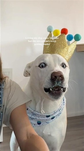 Full length YouTube video up now of his birthday! Go watch it🐶🎂#dogmom #dog #pets #puppy #doglife
