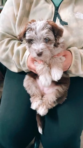 Meet Millie, the Toy Aussiedoodle! 🐶❤️