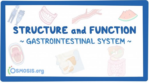 Gastrointestinal system: Structure and function: Video, Causes, & Meaning | Osmosis