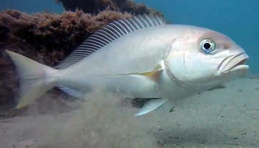 Ocean Whitefish: How to Catch California's Best-Eating Bottom Fish
