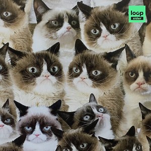 35K views · 876 reactions | Grumpy Cat était le plus célèbre et le plus grincheux des chats. Il s'est éteint aujourd'hui à l'âge de 7 ans. Voici son incroyable histoire  | Loopsider | Facebook