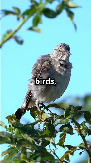 What Is A Mockingbird? Discover The Secrets!