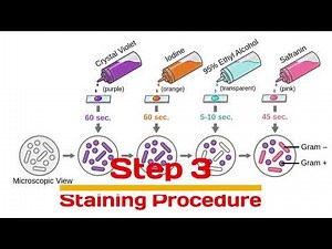 Gram Staining Techniques/Procedure