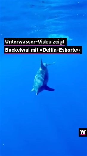 watson News on Instagram: "Diese Aufnahme zeigt einen Buckelwal, welcher von Delfinen eskortiert wird 🐳 🐬 Entstanden ist das Video am 5. September vor der Küste der Insel Moorea in Französisch-Polynesien. Moorea zählt zu den besten Orten, um mit Buckelwalen zu schwimmen, auch weil das Wasser üblicherweise sehr klar ist. 🐬 Es wird immer wieder beobachtet, dass Buckelwale und Delfine zusammen unterwegs sind. Ein Forschungsteam hat kürzlich Aufzeichnungen solcher Begegnungen ausgewertet und fest