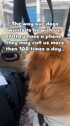 Pannu on Instagram: "Dogs are most loyal friends. #DogLovers #CuteDog #DogVideo #PetTok #FurryFriend #DogLife #PuppyLove #InstaDog #DogOfTheDay #DogsOfInstagram #FunnyDog #DogReels #ViralDog #PetReels #DogMoments #DogGoals #HappyPup #Pawsome #DoggyLove #PetVibes #AdorablePets #DogDaily #DogFun #PetLife #PuppyVibes #Dogstagram #FluffyDog #PetLover #DogWorld #dogsarefamily"