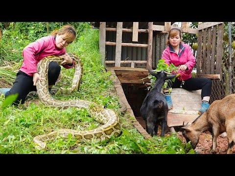 Harvest : 1,000+ Purple Corn Harvest Halted by Giant Python—Goat Farm Standoff! 🌽🐍🐐