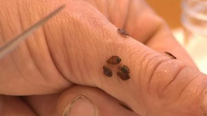 How to spot if you have a bed bug infestation.