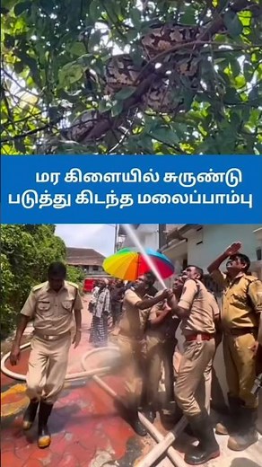 மரக்கிளையில் படுத்து இருந்த பாம்பு