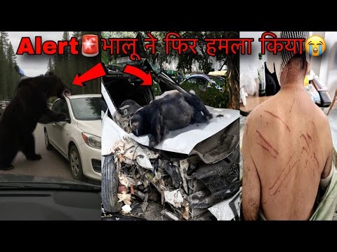 Alert🚨Wild Bear 🐻 Attack In Man | Jungle Safari | Wildlife Attack Tiger Safari | Forest Safari Vlog