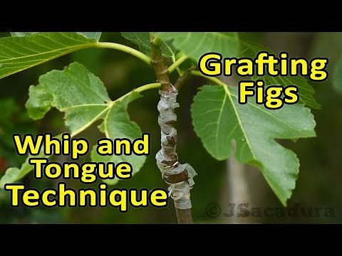 Grafting Fig Trees - Whip and Tongue - Grafting Technique