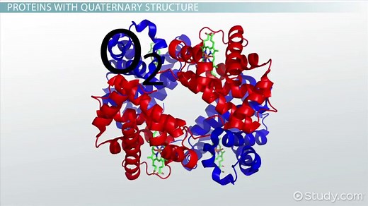 Quaternary Structure of Protein | Definition, Function & Examples