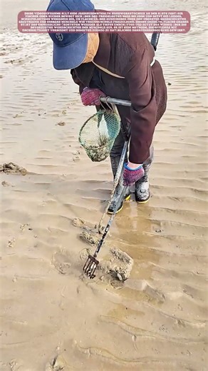 Die Kunst des Sandlesens: Muschelernte mit Präzision
