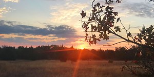 Hunting Deer On Public Land In Texas