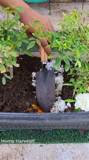 The Boiled Rice Technique That Saves Money on Fertilizer #gardenexperiment #diy #shorts