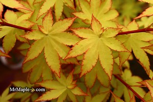 Acer palmatum 'Summer Gold' Japanese Maple