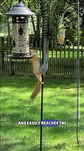 Squirrels Outsmart Every Bird Feeder #shorts
