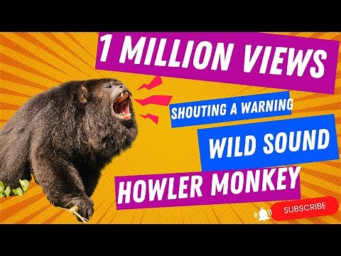 Wild Howler Monkey Sound: Hear the Rare Warning Roar of an Alpha Male