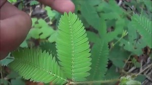 3.9M views · 4.4K reactions | Amazing plant ( Mimosa Pudica ) responds and retracts its leaves when touched or shaken. | WTF | Facebook