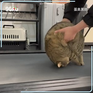 154K views · 5.5K reactions | : no I don't wanna running up that hill. | 9GAG Aww | Facebook