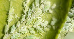 Aphids On Hibiscus: How To Get Rid Of Hibiscus Aphids