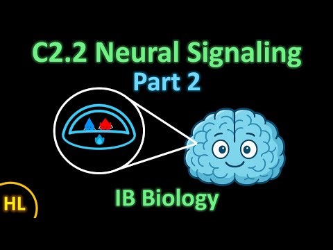 What's Inside a Brain? C2.2 Neural Signaling Part 2 (AHL) | H2O biology