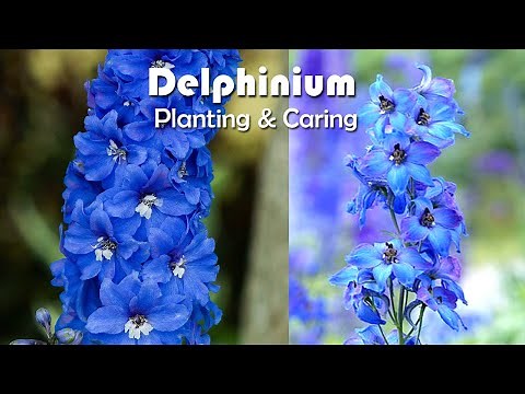 How To Grow Delphiniums Flowers | Delphiniums Planting & Caring
