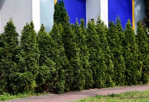 Growing 'Emerald Green' Arborvitae in the Landscape