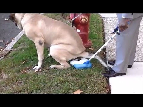 Portable POOP Dog Stool.. VIDEO- ILLUSTRATION