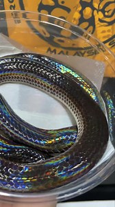 27K views · 218 reactions | Sunbeam Snake  #python #pet #reptiles #snakes #rainbow #sunbeamsnake #sunbeam | Brotherhood Reptiles | Facebook