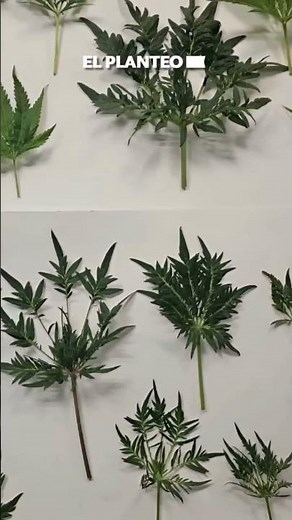 PLANTAS MUTANTES de CANNABIS: mutaciones genéticas #420