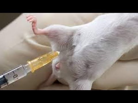 Intraperitoneal route of drug administration in rats