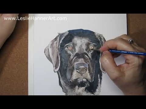 Watch me Paint in Watercolor! Realism on paper | Painting of black Labrador #howtopaint #watercolor