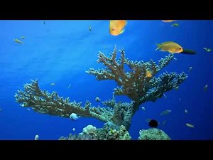 Finding Nemo | Disney Music and Ambience | Coral Reef | Songs From Finding Nemo and Finding Dory.