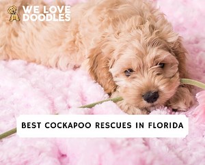 8 Best Cockapoo Rescues in Florida! - We Love Doodles