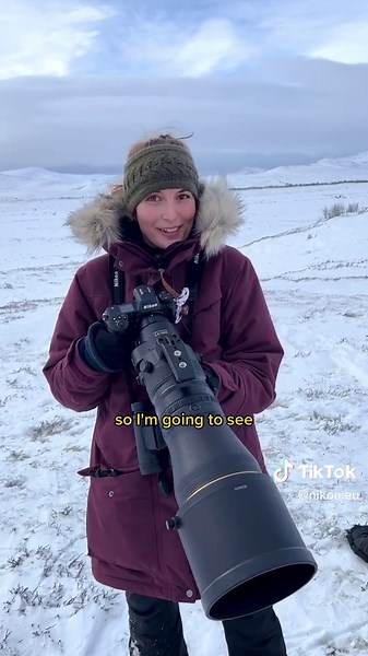 Lara ate and left no crumbs. 💅 Shot by @Lara Jackson #600mmF4 #nikon #nikoncreators #wildlife #wildlifephotography #camera #MuskOx #Dovrefjell