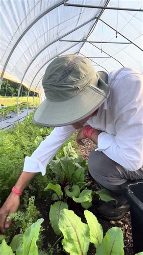 Harvesting Carrots