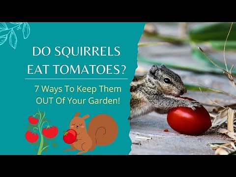 Do Squirrels Eat Tomatoes? – 7 Ways To Keep Them OUT Of Your Garden