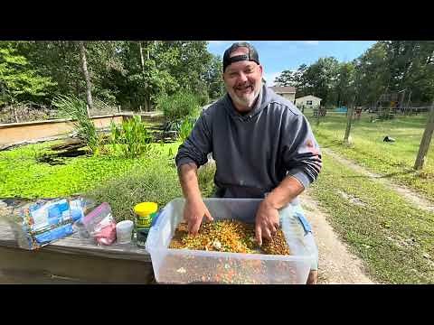 Eastern Box Turtle- Outdoor Care