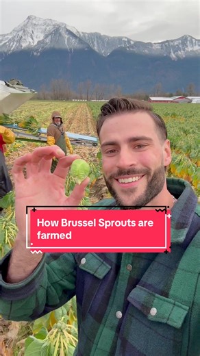 How Brussel Sprouts are farmed - from the dirt to your plate! #agriculture #farming #vegetables #gardening