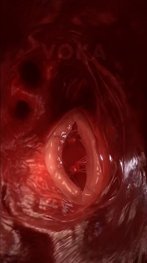 The heart in action: explore its motion with stunning 3D animation