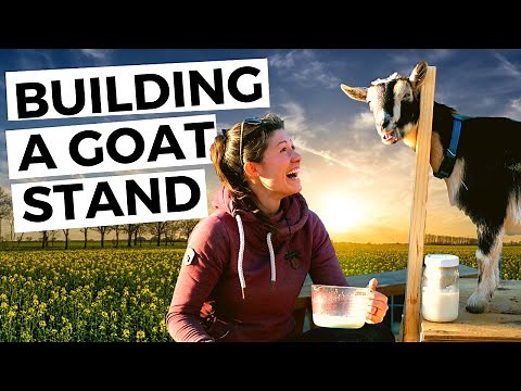 DIY Pallet Goat Milking Stand or Stancheon // Homesteading