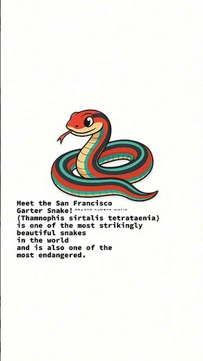 🌈 Meet the San Francisco Garter Snake!